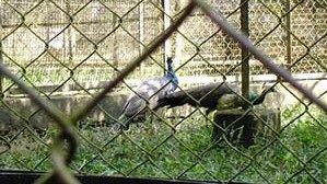 Sepahijala Wildlife Sanctuary