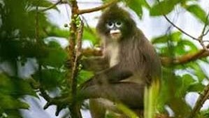 Sepahijala Wildlife Sanctuary